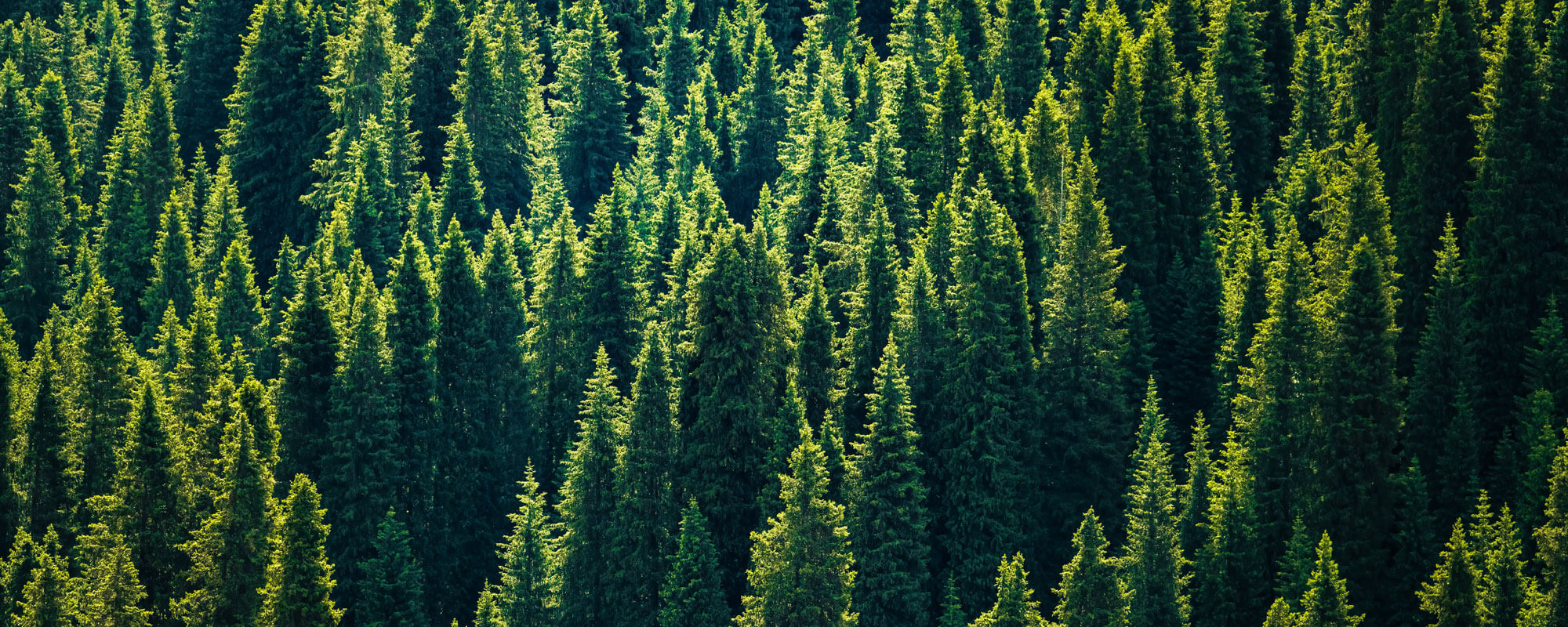 Cypress Forest In Sunset Light